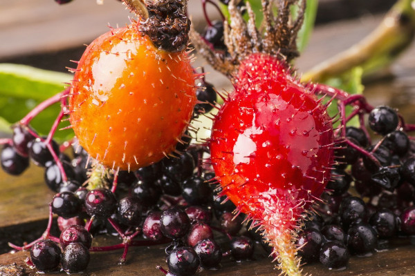 玫瑰花會(huì)結(jié)果子嗎