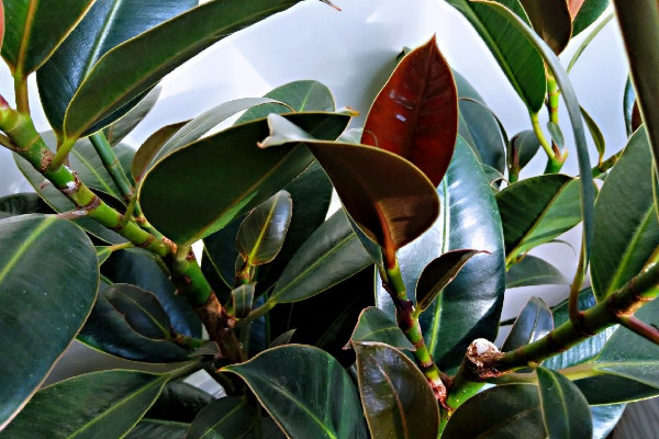 橡皮樹怎么修剪，摘心刻芽/疏除密枝