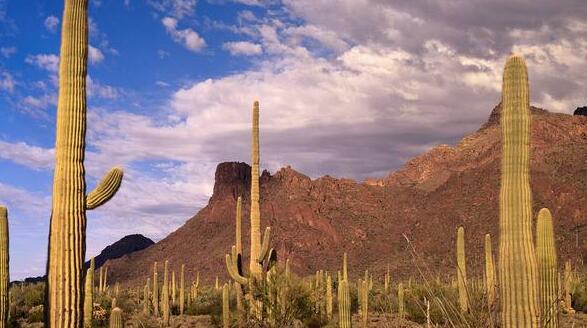 仙人掌的養(yǎng)殖方法和注意事項(xiàng)，小白都能學(xué)會的種植方法和技巧