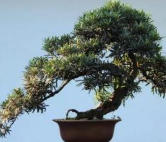 羅漢松寓意是什么，意著招財進寶、長壽吉祥(美好)