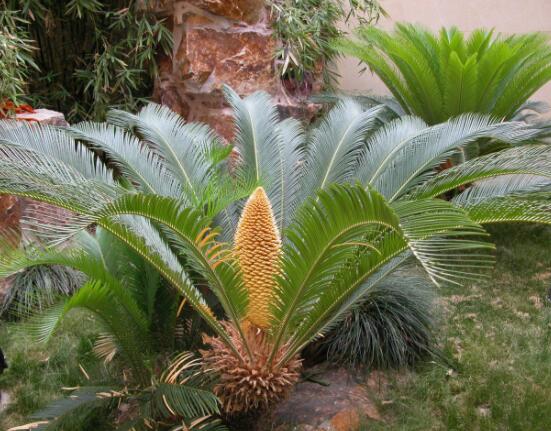 鐵樹開花有什么寓意，象征著大富大貴、吉祥瑞兆