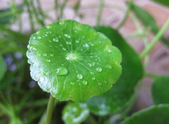 銅錢草放在臥室好嗎，寓意著家有銅錢、財源滾滾