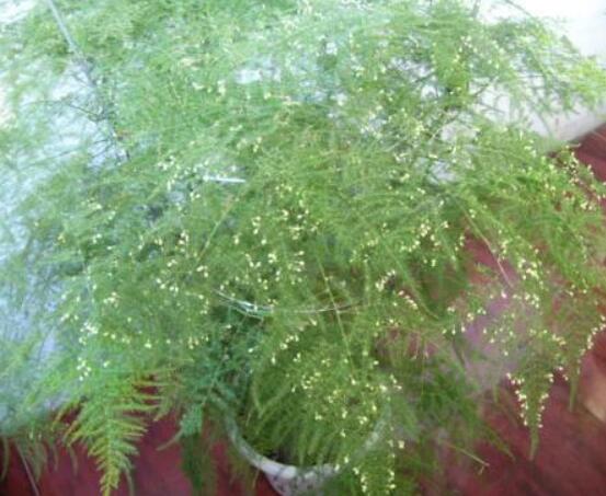 文竹肥料有哪些，餅肥、無(wú)機(jī)復(fù)合肥、液肥為主(枝繁葉茂)