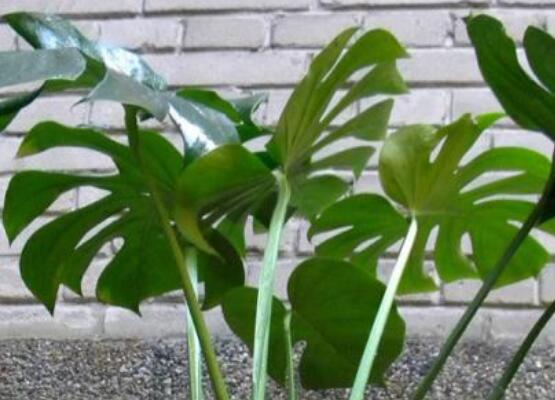 誤食龜背竹葉子怎么辦，第一時(shí)間去醫(yī)院積極治療(中毒較深)