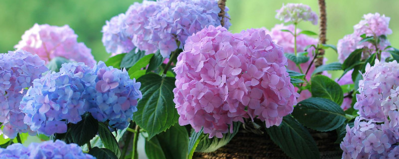 無(wú)盡夏枝條太細(xì)怎么辦