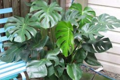 龜背竹有風(fēng)水講究嗎，這些位置千萬(wàn)不要放