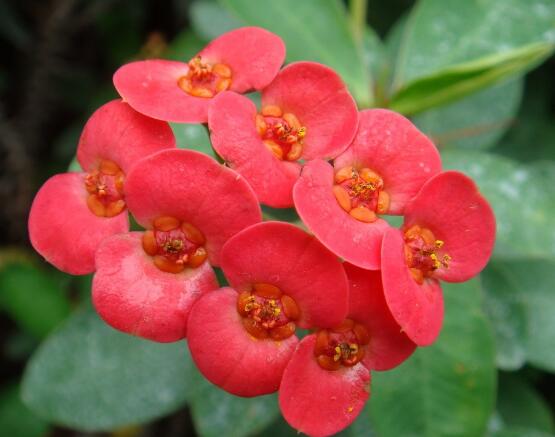 虎刺梅致癌嗎，長(zhǎng)期接觸導(dǎo)致人們身體細(xì)胞癌變