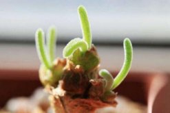 碧光環(huán)怎么種植，4步即可完成碧光環(huán)的種植