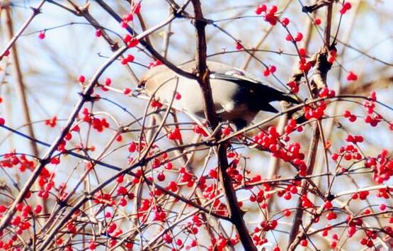 紅豆杉的藥用價值，盤點(diǎn)紅豆杉六大藥用價值