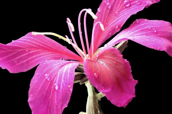 紫荊樹(shù)和紫荊花的區(qū)別