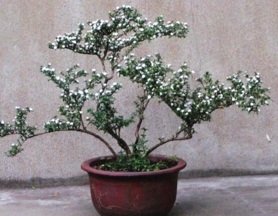 六月雪造型方法，蓄木截干法/剪扎結(jié)合法(美觀)