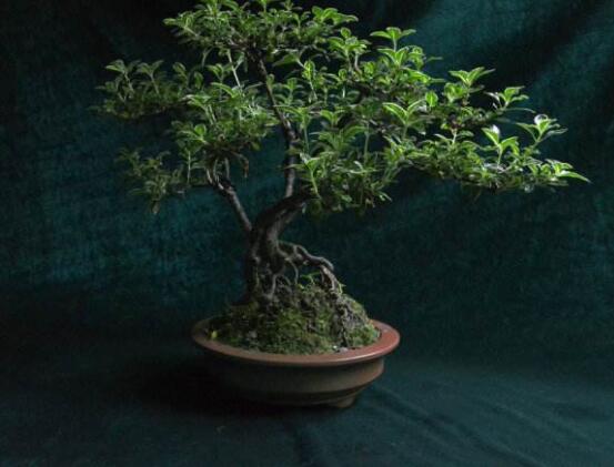 提根六月雪怎么養(yǎng)好，教你六個步驟造型更加美觀