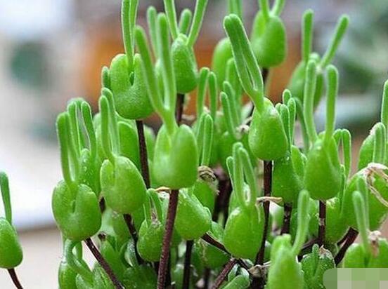 碧光環(huán)的用土方法，四份營養(yǎng)土六份蛭石一份珍珠巖混合配制