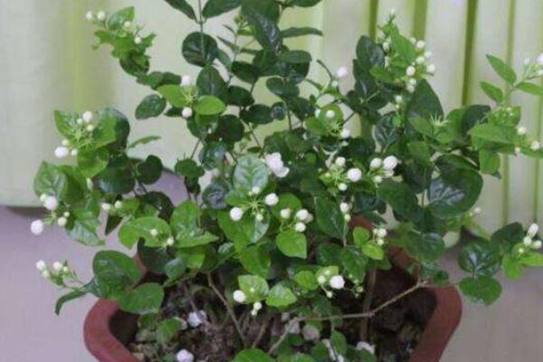 北方如何養(yǎng)好茉莉