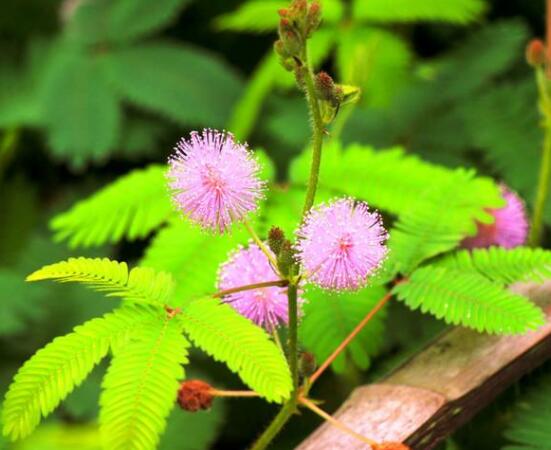 常碰含羞草有毒嗎，導(dǎo)致頭發(fā)眉毛發(fā)黃脫落(最好避免)