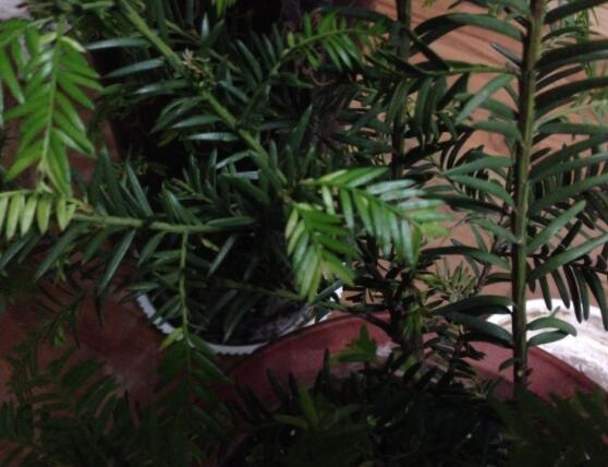 紅豆杉葉子干枯怎么辦，教你最有效三種解決方法