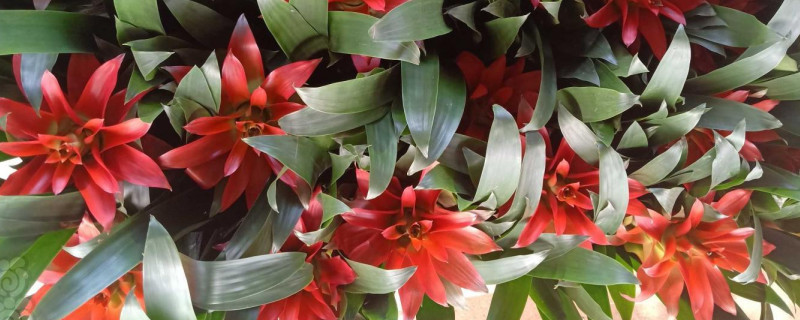 鴻運當頭春天可以發(fā)芽嗎