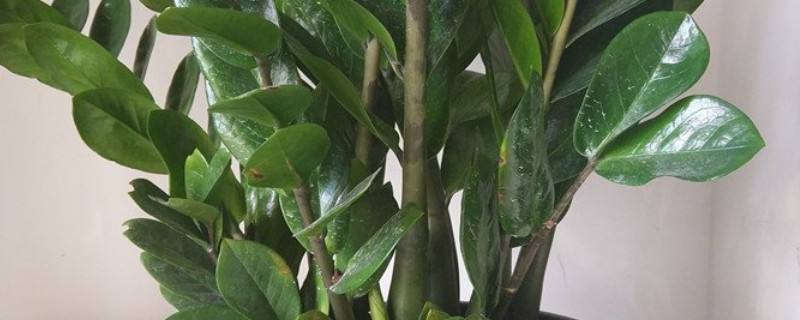 金錢(qián)樹(shù)什么時(shí)間開(kāi)花