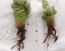 仙人掌爛根原因，仙人掌爛根怎么辦/重新栽培