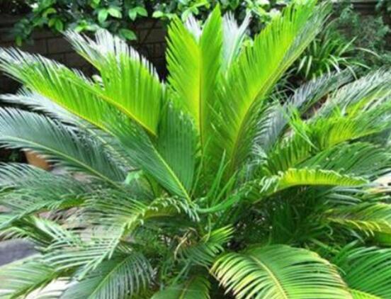 為什么蘇鐵不長新葉子，教你三種最直觀有效解決辦法