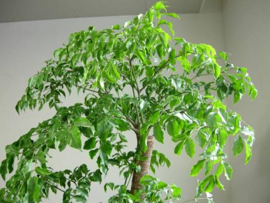 幸福樹的養(yǎng)殖方法，老農(nóng)教你八大基本養(yǎng)殖方法