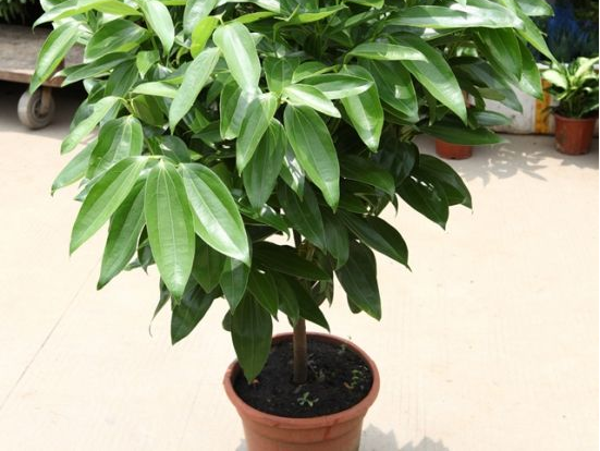 如何給平安樹松土，以樹干為中心、沿周圍輕鏟