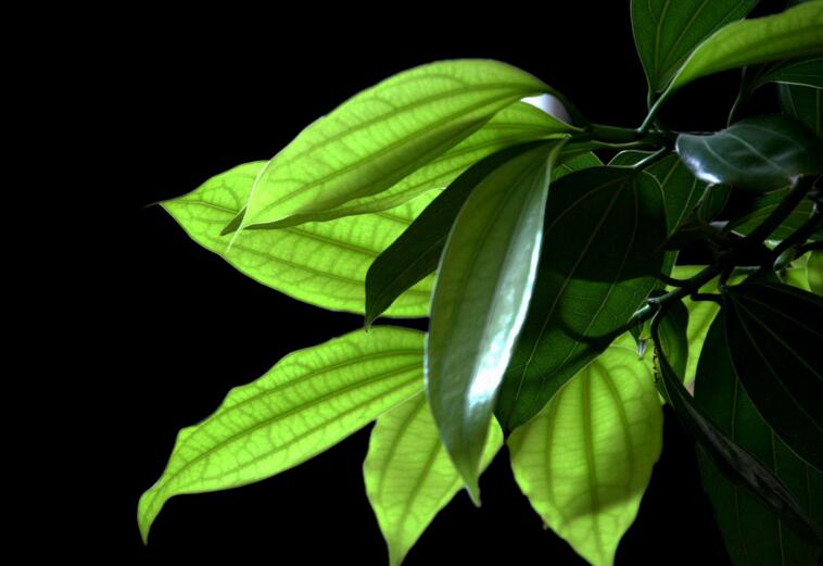 平安樹葉子發(fā)黑的原因，病蟲害等三種原因造成