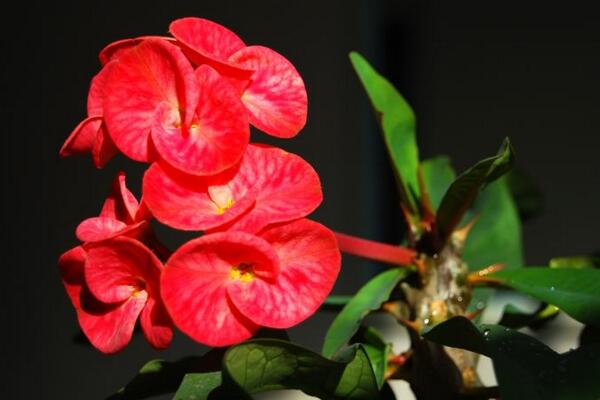 大花虎刺梅的養(yǎng)殖方法，5步教你養(yǎng)好大花虎刺梅