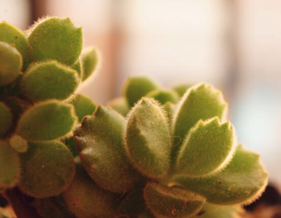 熊童子葉子發(fā)軟怎么辦，總結(jié)最實(shí)用三種解決方法