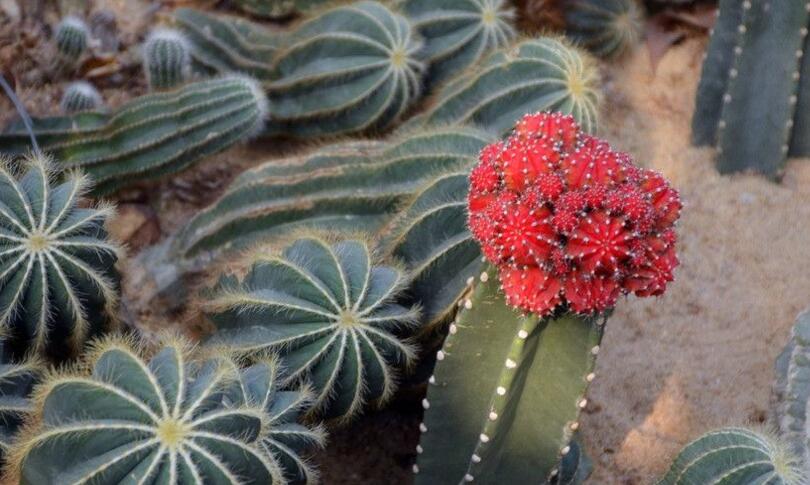 仙人掌的用途，電腦工作者的福音