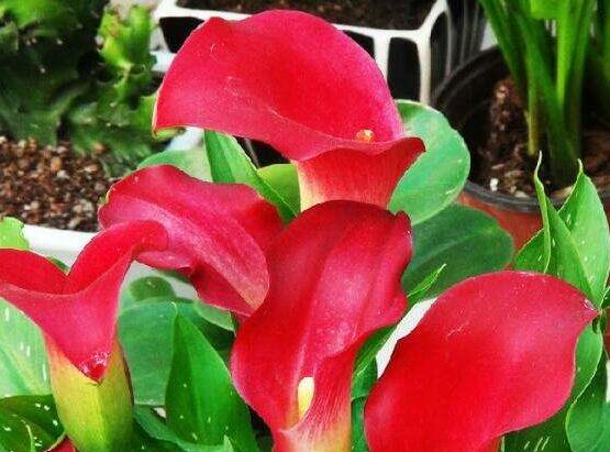 紅色馬蹄蓮花語，圣潔虔誠、永結(jié)同心、吉祥如意