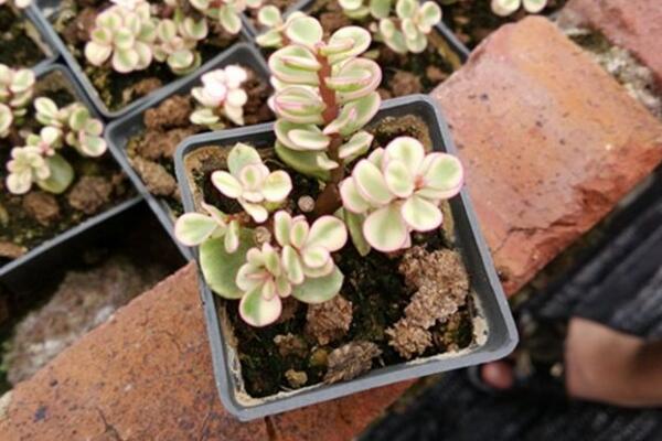 雅樂之舞放在哪里養(yǎng)好，放在這些位置才能滿足植株的生長