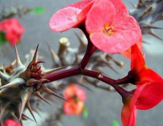 虎刺梅花瓣有毒嗎，皮膚接觸紅腫發(fā)癢/誤食惡心嘔吐
