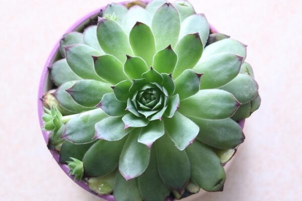 寶石花養(yǎng)殖方法和注意事項(xiàng)，寶石花的四點(diǎn)養(yǎng)護(hù)技巧