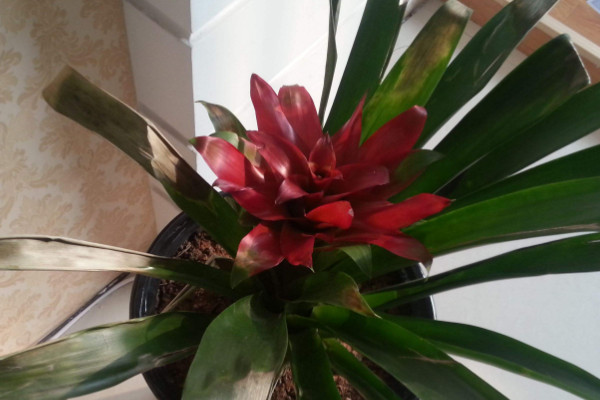 鴻運當頭有什么功效