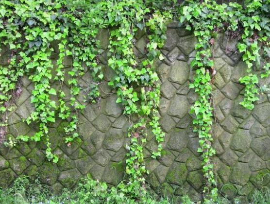 好看的常春藤盆景圖片欣賞，綠化環(huán)境、春天長駐