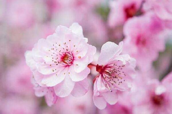 桃花的栽培方法，栽培后的養(yǎng)護非常關鍵