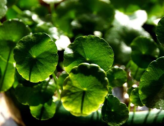 土培銅錢草怎么養(yǎng)，掌握八點(diǎn)因素就可以爆盆了（適合新手）