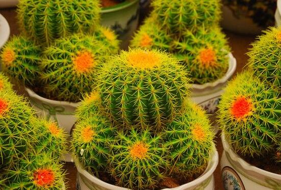 仙人球爛了怎么辦，及時(shí)修剪爛根、消毒/保持通風(fēng)透氣