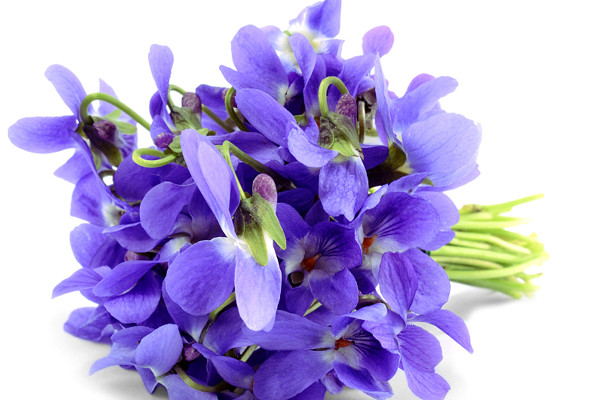 紫羅蘭不開(kāi)花怎么回事