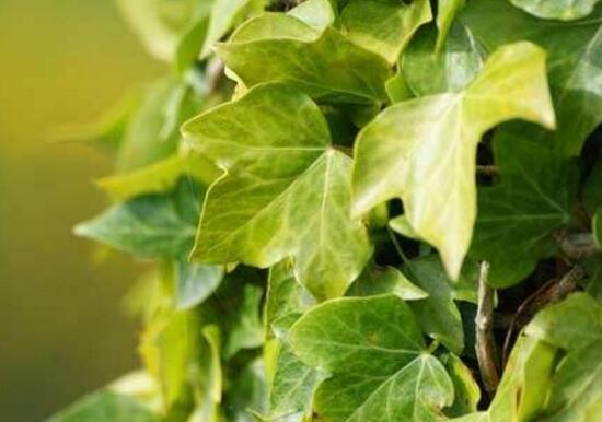 小葉常春藤的養(yǎng)殖方法，教你八個簡單易學(xué)基本方法