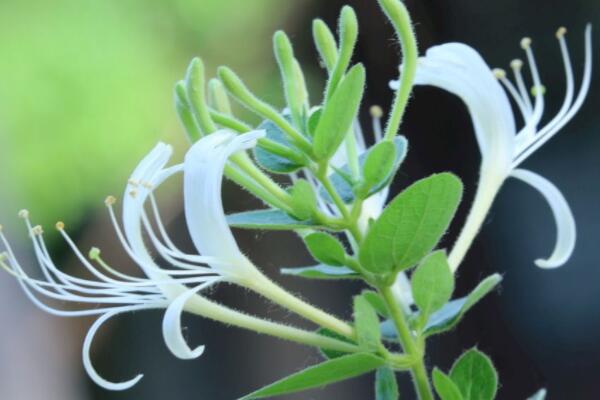 金銀花移栽時(shí)間