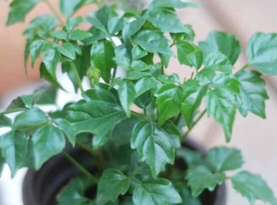 幸福樹葉子干枯怎么回事，四種原因以及解決辦法