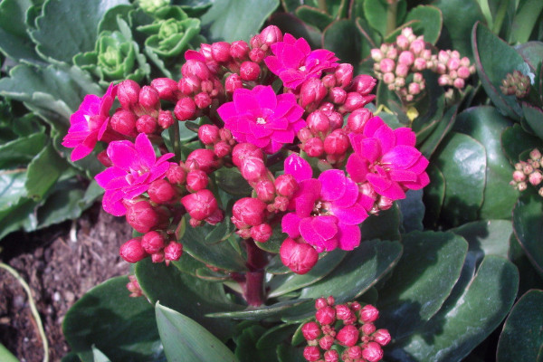 長(zhǎng)壽花秋天可以扦插嗎