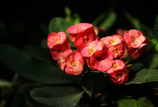 虎刺梅的養(yǎng)殖方法，老農總結六大最實用基本養(yǎng)殖技巧