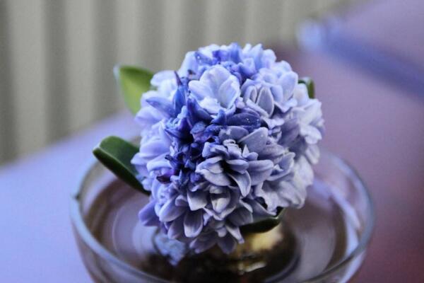 風(fēng)信子的繁殖方法，分球繁殖以及播種繁殖詳解