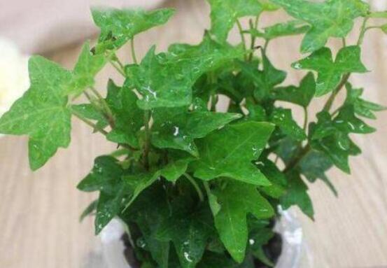 常春藤怎么扦插，做好六大要點存活率百分百