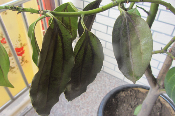 平安樹葉子尖發(fā)黑干枯