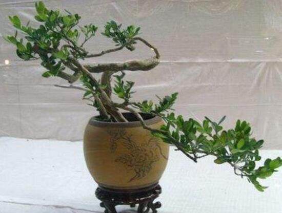 九里香怎么修剪，九里香的修剪圖解