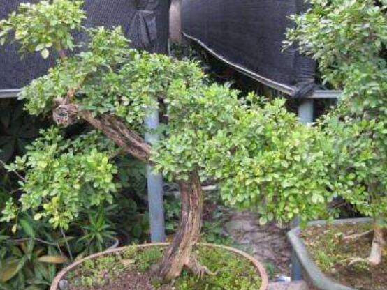 九里香剪枝后多久開(kāi)花，春季修剪最佳/百天后花開(kāi)爆盆